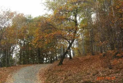 TRACCIOLINO