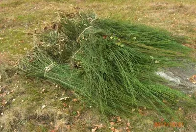TRACCIOLINO