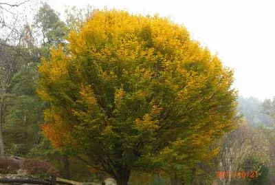 TRACCIOLINO