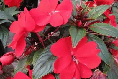 פאזל של Impatients  de guinee