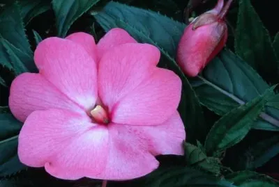 פאזל של Impatients  de guinee