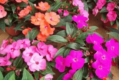 פאזל של Impatients  de guinee