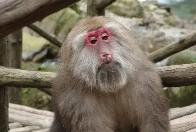 Macaco tibetano