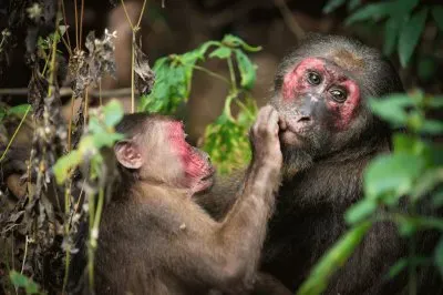 Macaco orsino