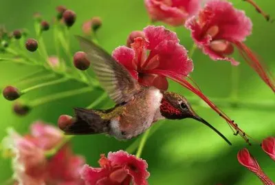 flores jigsaw puzzle