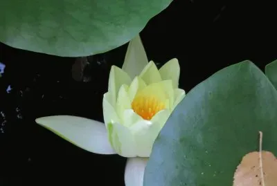 nymphaea