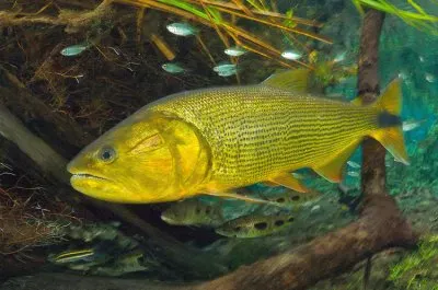 פאזל של Argentina