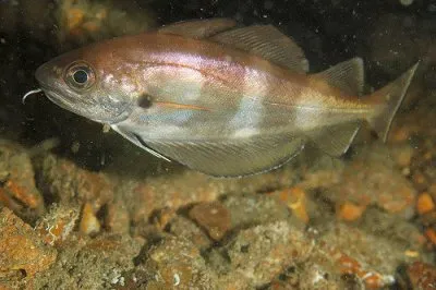 פאזל של Cappellano