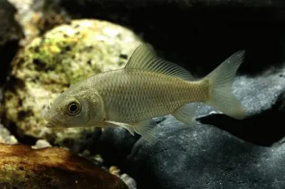 פאזל של Carpa