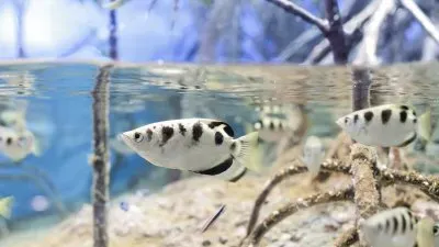 פאזל של Cecchino