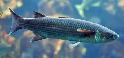 פאזל של Cefalo