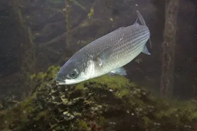 פאזל של Cefalo bosega