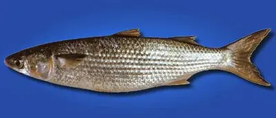 פאזל של Cefalo dorato