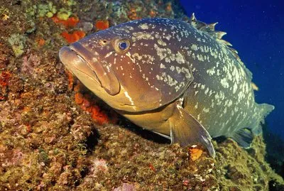 פאזל של Cernia