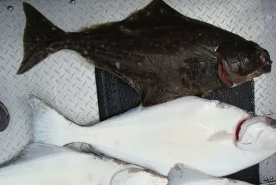 Halibut