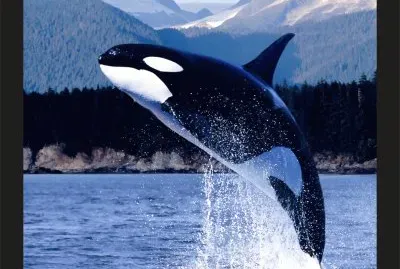 פאזל של ORCA