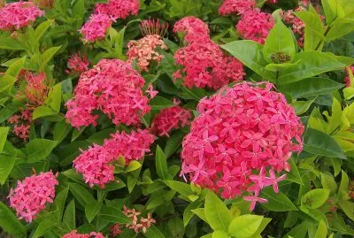 פאזל של Ixora