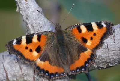 פאזל של Glossata