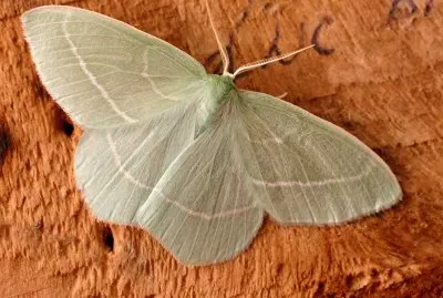 פאזל של Hemitheini