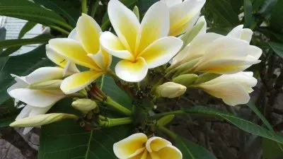 Frangipanier jigsaw puzzle