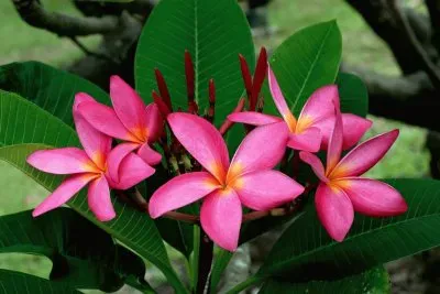 Frangipanier jigsaw puzzle