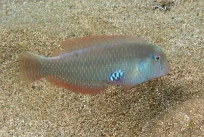 פאזל של Pettine