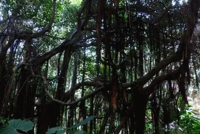 Nature