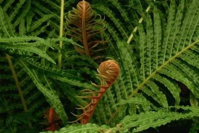 Nature jigsaw puzzle