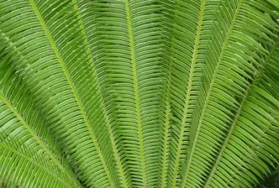 Nature jigsaw puzzle