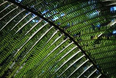 Nature jigsaw puzzle