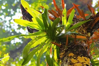 Nature jigsaw puzzle