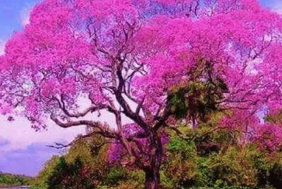 Nature jigsaw puzzle