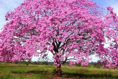 Nature jigsaw puzzle