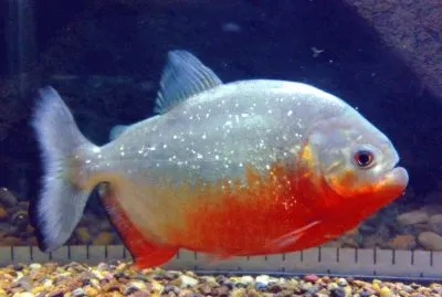 Piranha