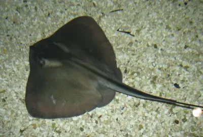 Plastinaca jigsaw puzzle