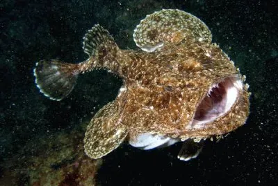 Rana pescatrice jigsaw puzzle