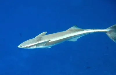 Remora jigsaw puzzle