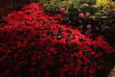 flores