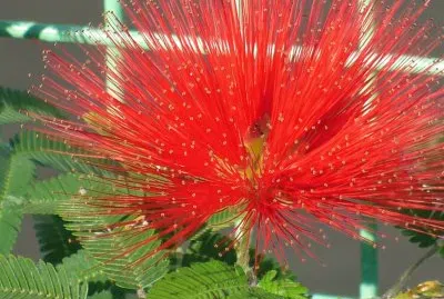 calliandra twidii