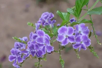 duranta repens