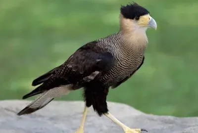 Caracara plancus jigsaw puzzle