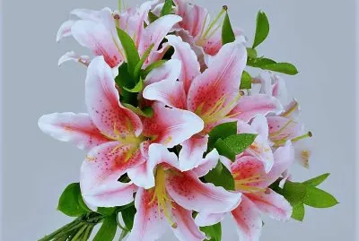 flores