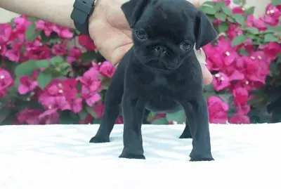 Black Pug