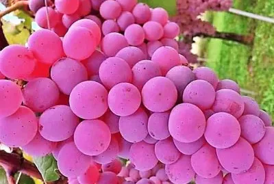 frutas