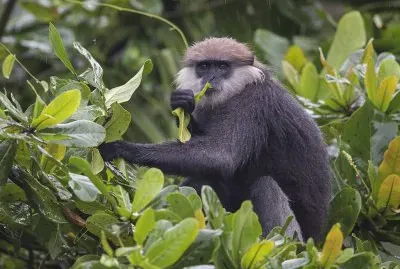Langur dalla faccia viola