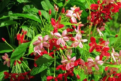 פאזל של badamier sauvage