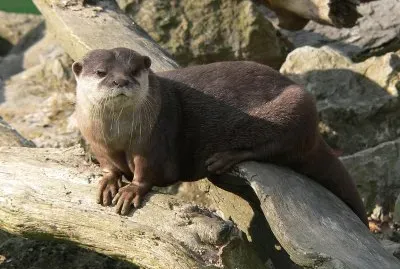 Lontra dalle guance bianche