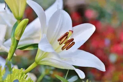 Nature