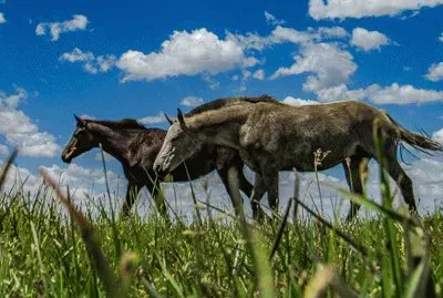 Caballos