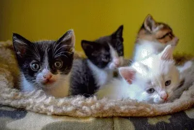 Gatitos